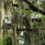 March Augusta-Aiken Audubon Zoom Meeting:  Naturalist Gardens Inspired by South Carolina Wild Places