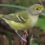 Augusta-Aiken Audubon Bi-Monthly Meeting Minutes January 14, 2021